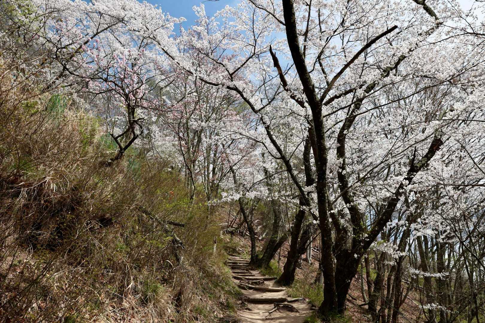 光城山登山口-光城山 往復コースの写真