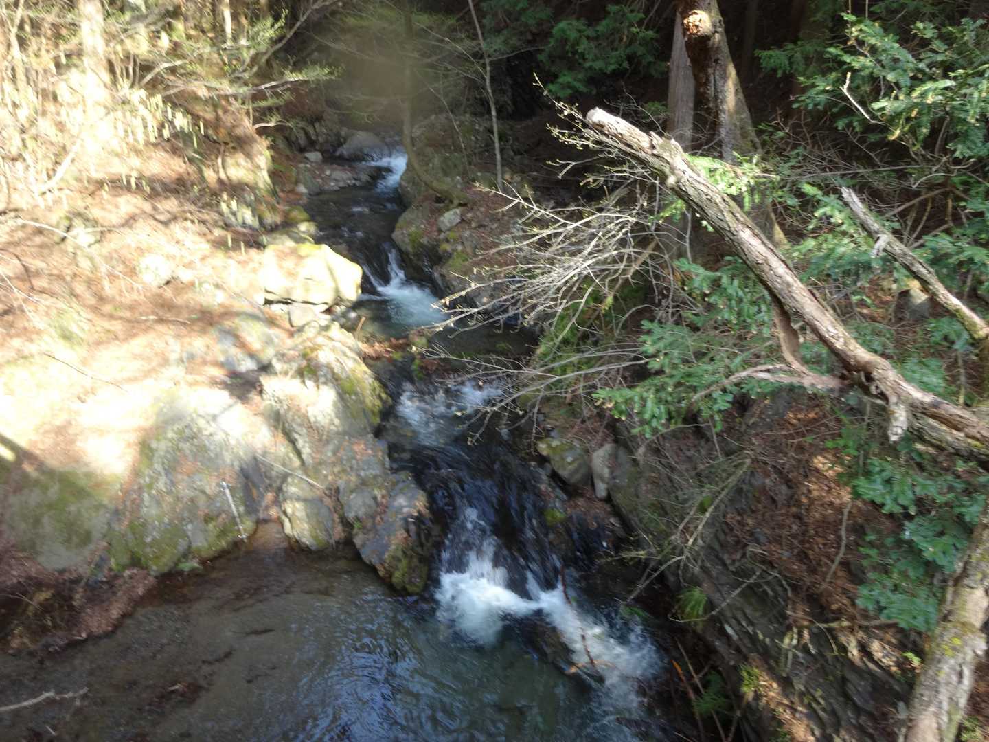 滝子山-大谷ヶ丸-コンドウ丸-曲り沢峠 周回コースの写真
