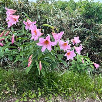 一本から花が４個や５個咲いてる