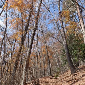 秋の登山道は枯れ葉の絨毯　青空と終わりかけの紅葉　自然の創り出す光景は心も癒やされます