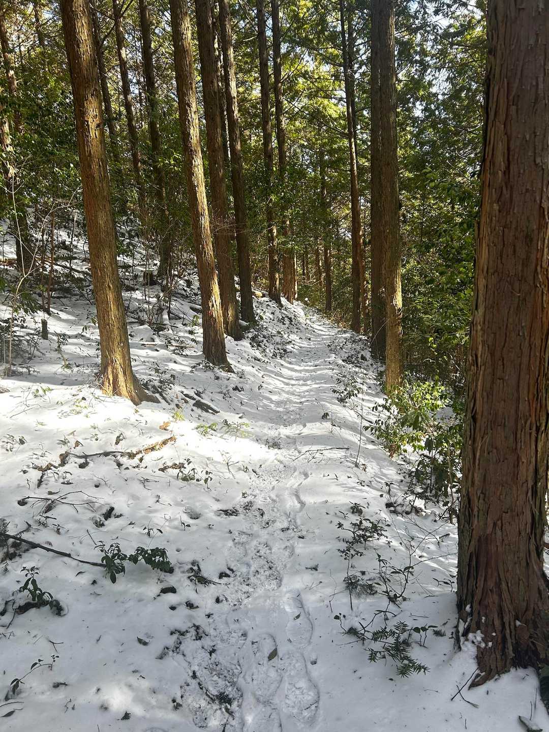 横倉山 周回コースの写真