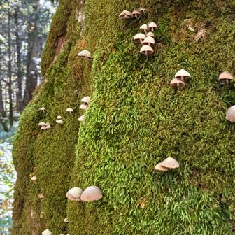 きのこの山発見