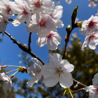 桜まつりの旗をみつけ、小さな公園へ