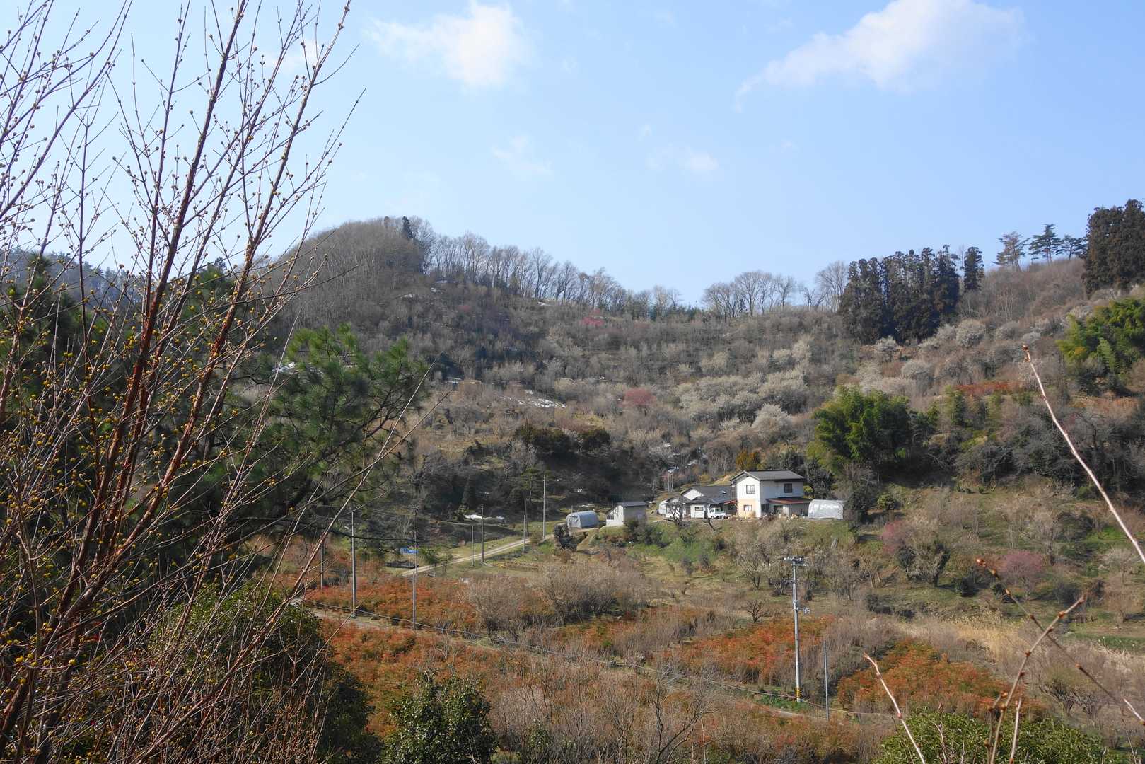 花見山に対峙する西側の斜面

見頃は一、二週間後か？