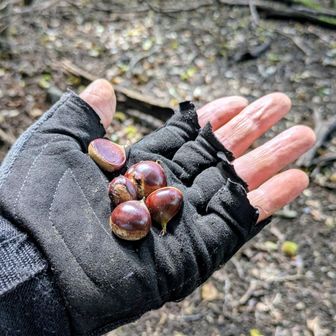 拾ったけど再び戻す🌰動物さん達の食料として、、👍
昔（30年以上昔）は娘達連れて良く拾いに行ったなぁ…🤔茹で栗にすると真っ黄色で美味しいけどちっちゃいから剥き辛い😅