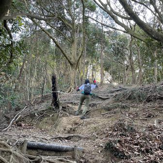 根っこ注意しながらトコトコ🐾