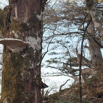 大きな猿の腰掛け🐒🪑発見😊