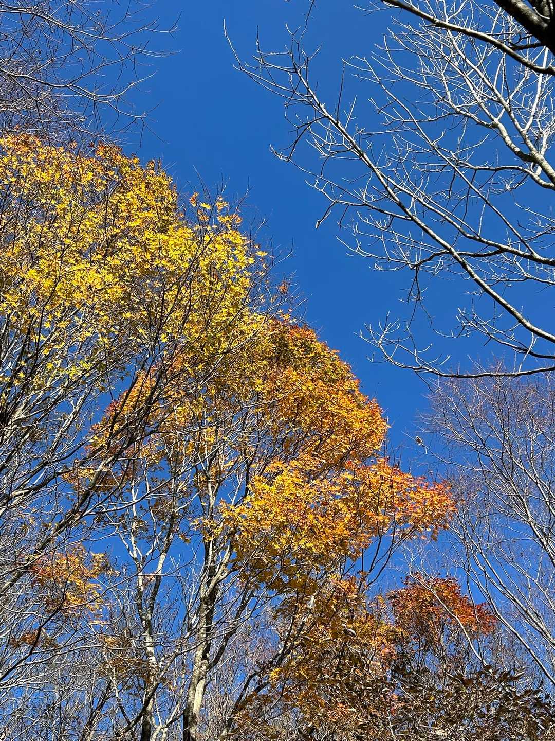 向峠バス停-小五郎山 往復コースの写真