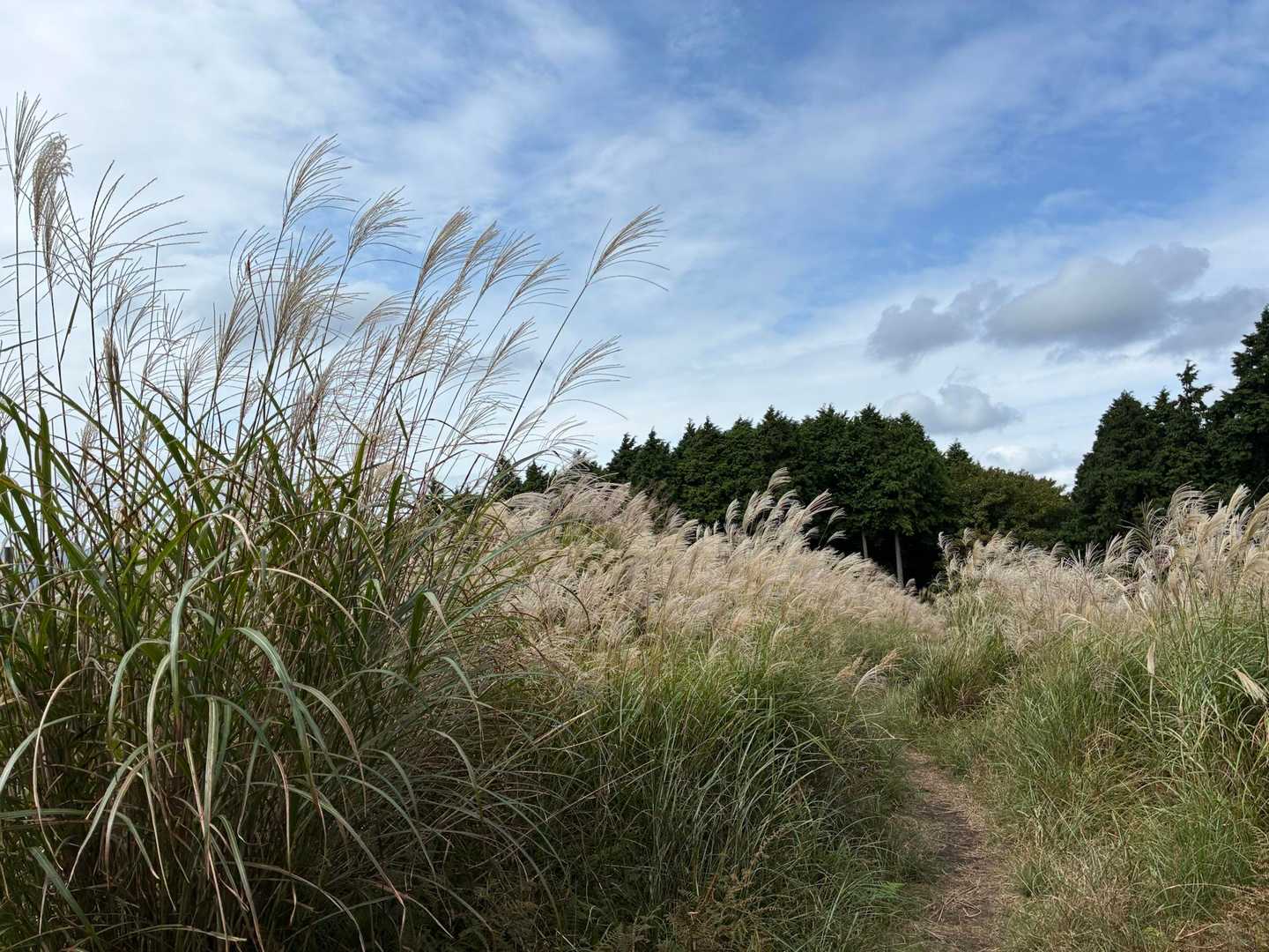 ススキがだいぶん白っぽくなってきました🌾