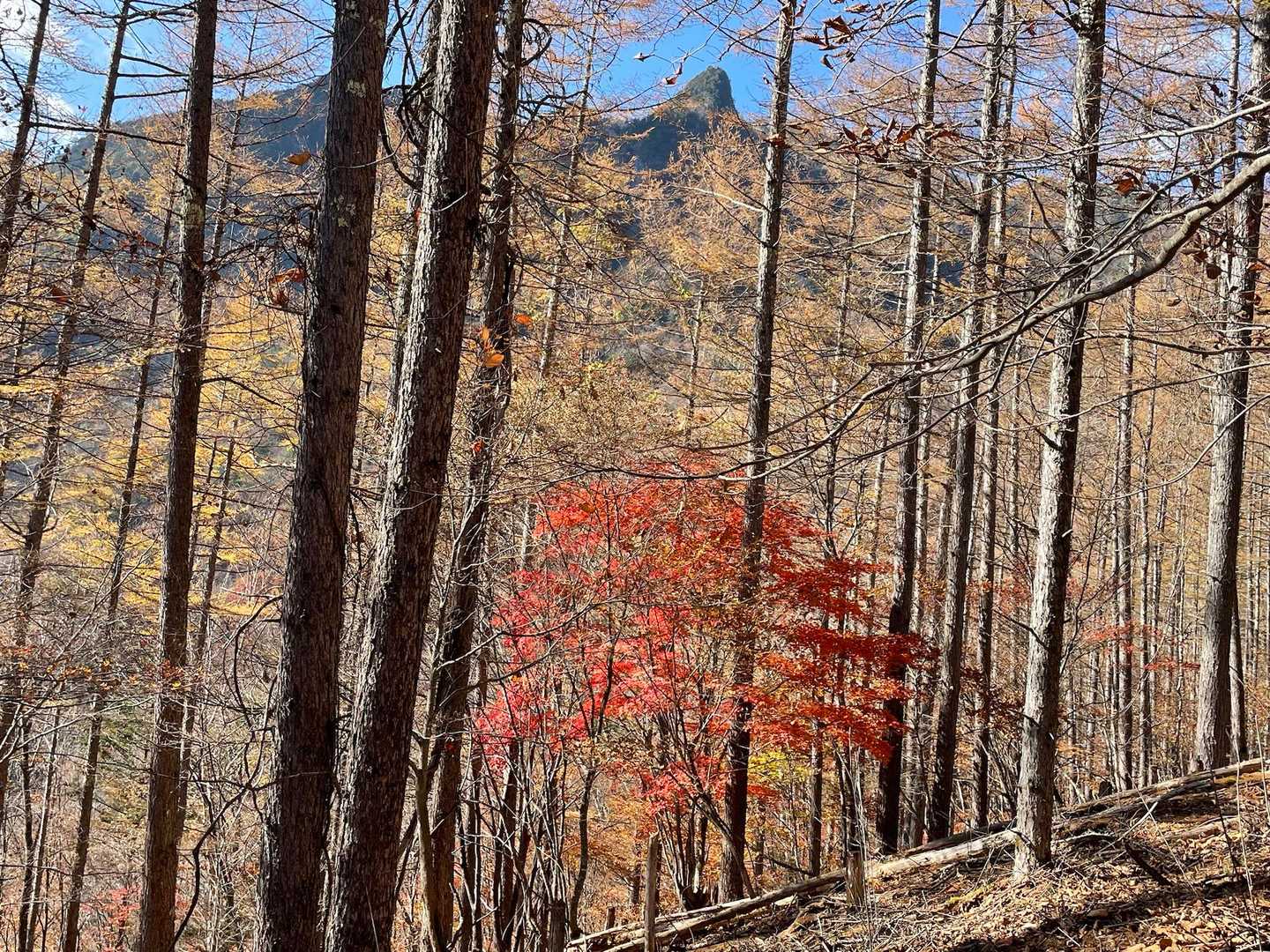 標高が下がってきて、紅葉が見られるようになってきました。中央上は第三岩峰ピークかな。