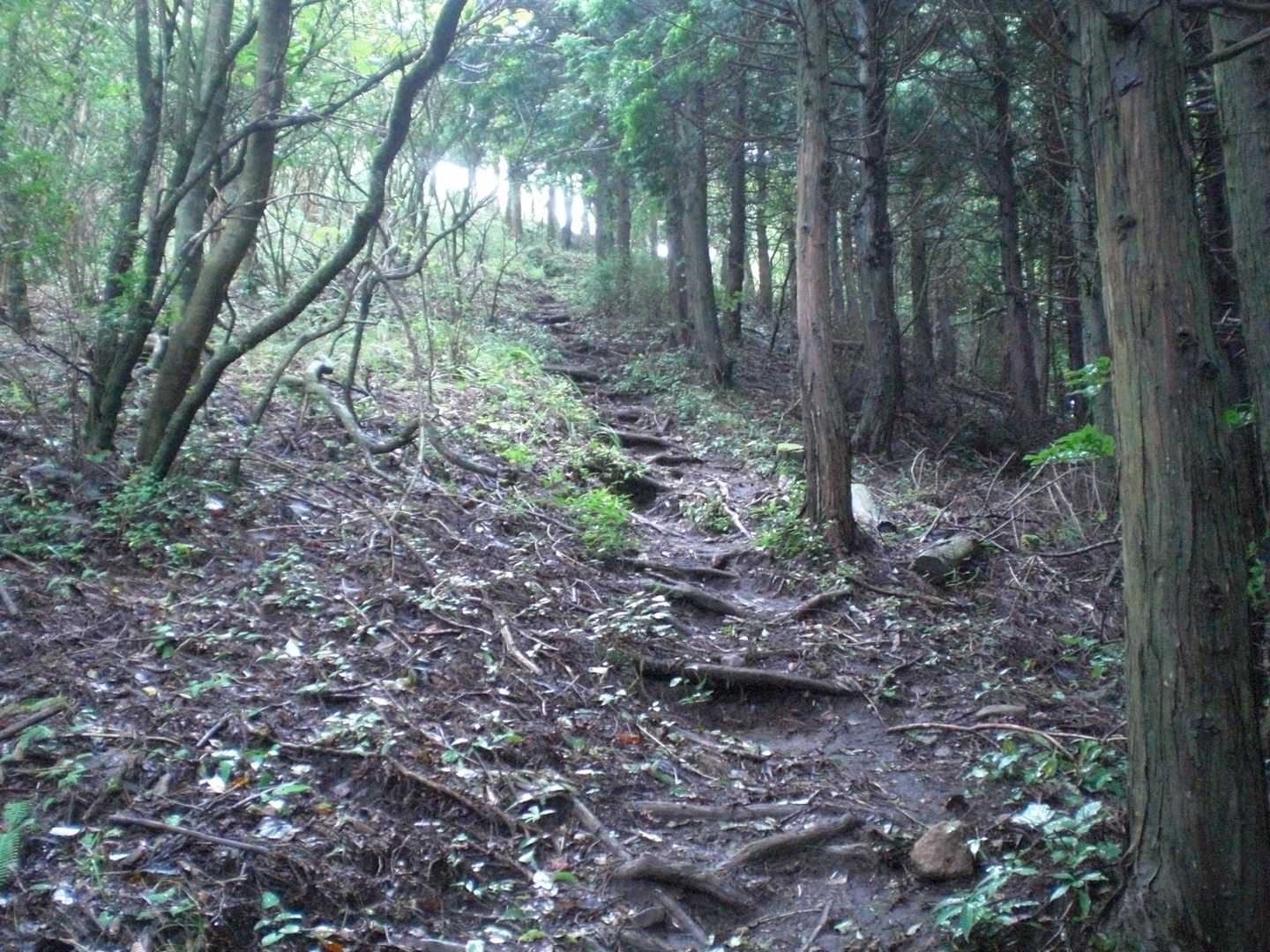 植林帯と自然林の境を登る