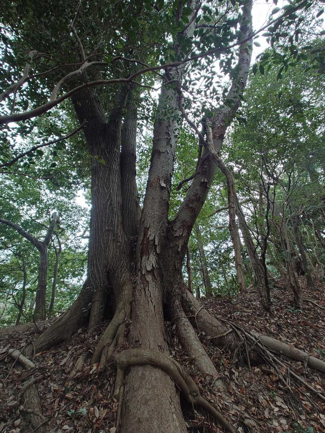 粟ヶ岳 周回コースの写真