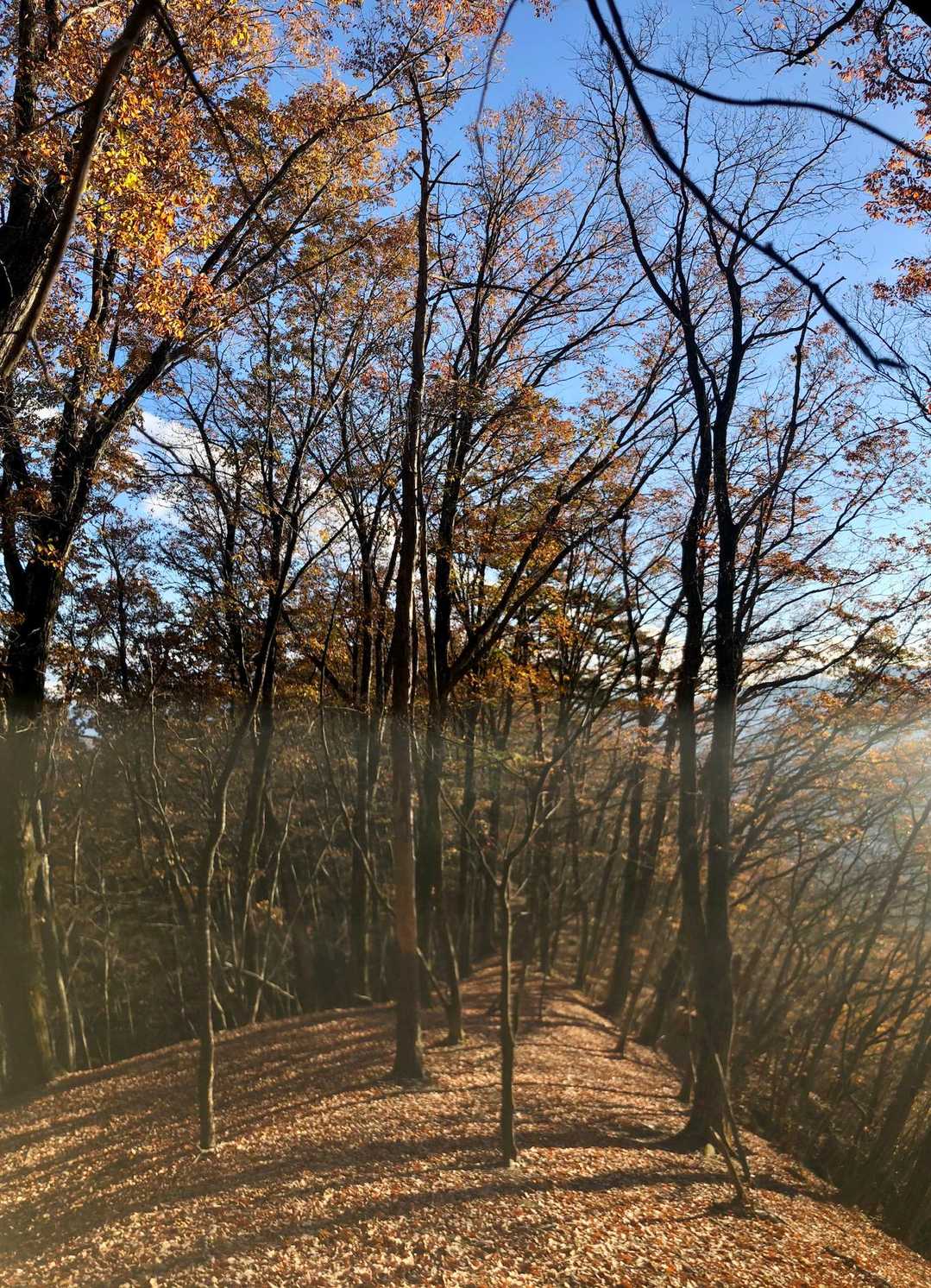 足慣らしの意味で登ったのにこんなにいい登山道とは思わなかった...地元の人はあまり登ってないようです、見飽きてるんでしょうね😅