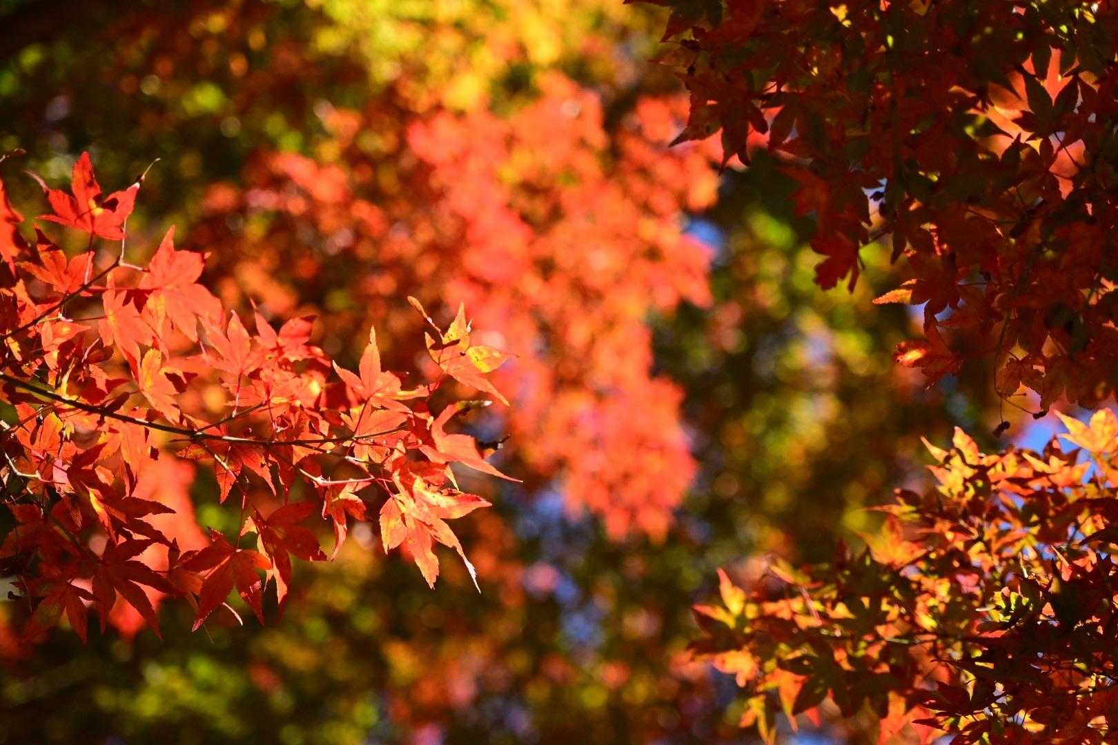 色とりどりがてんこ盛り🍁