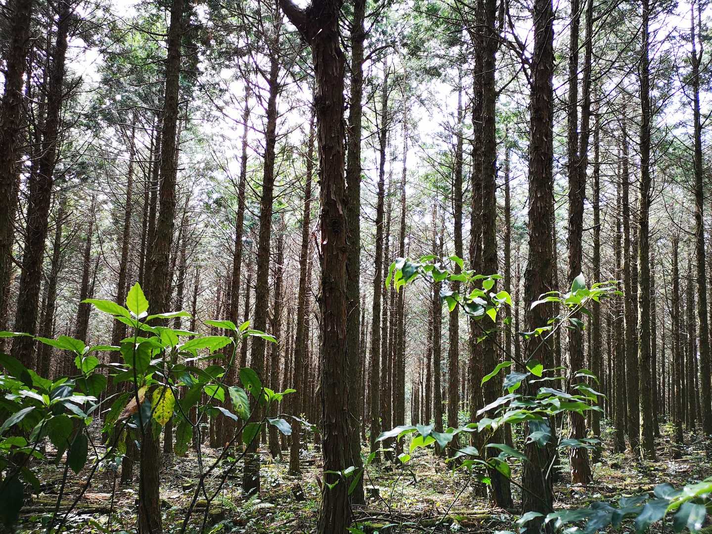 女山登山口-女山 往復コースの写真