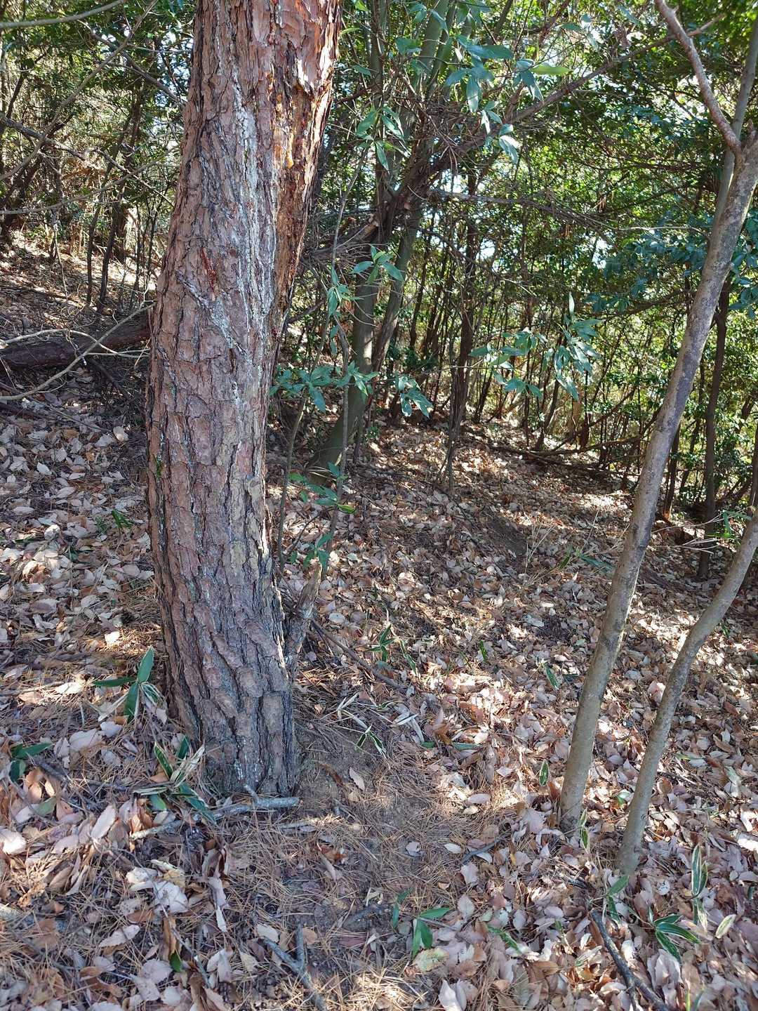 この木は数年前にクマの爪痕で足利市に連絡したけど、この木だけ泥で汚れてる💦
しかも木の下は落ち葉が踏み跡になっててクマが背中でもこすりつけてるんじゃないかと予想してます。
そして奥に踏み跡の獣道が続いてます。