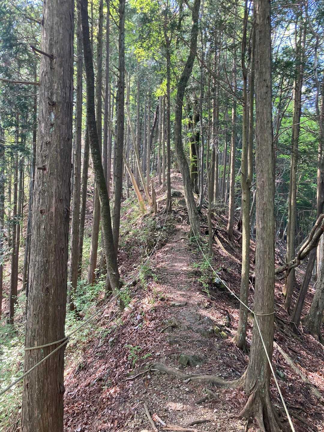 両側にロープが張ってある急登