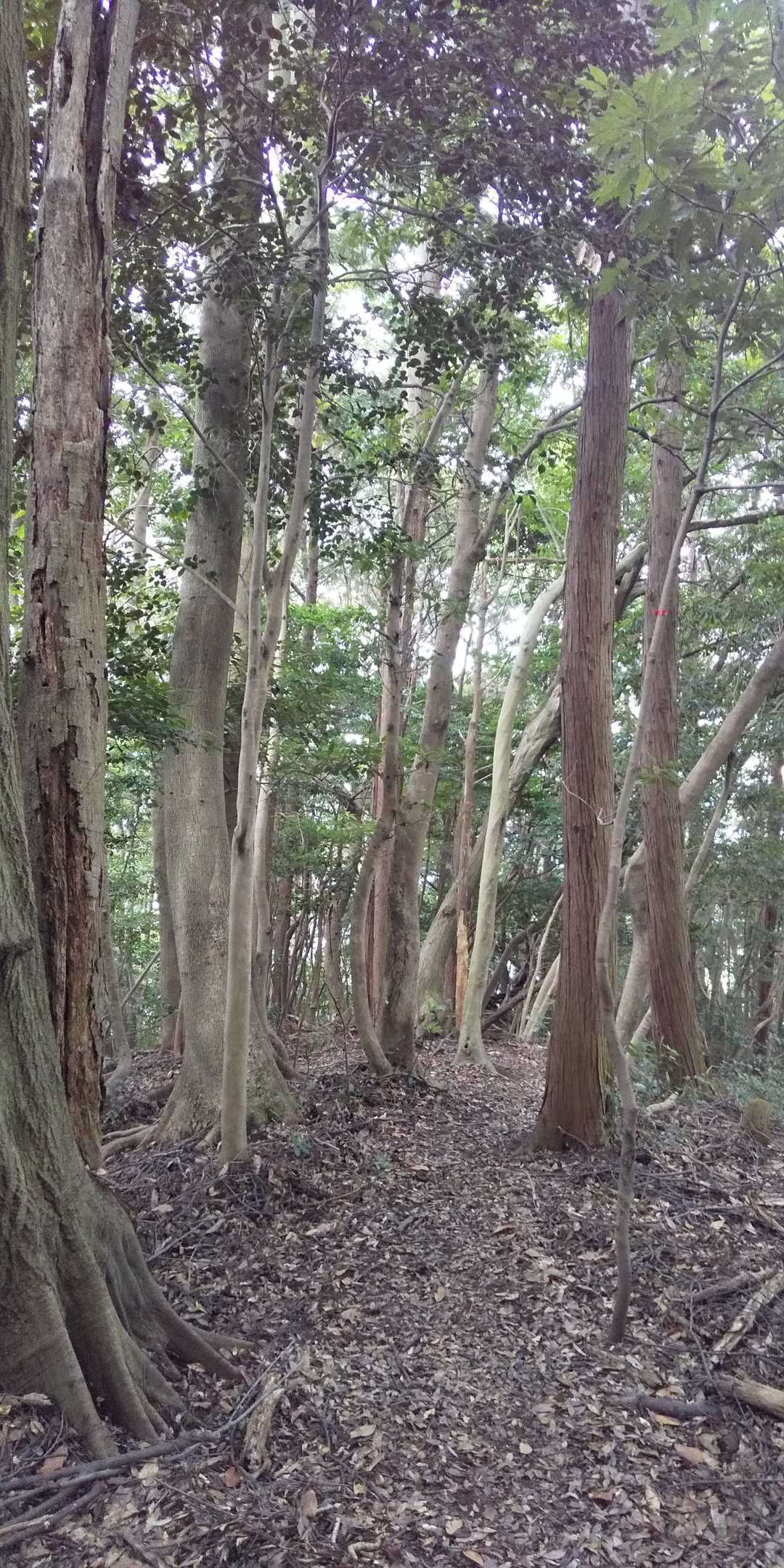 久しぶりの森林浴🌲