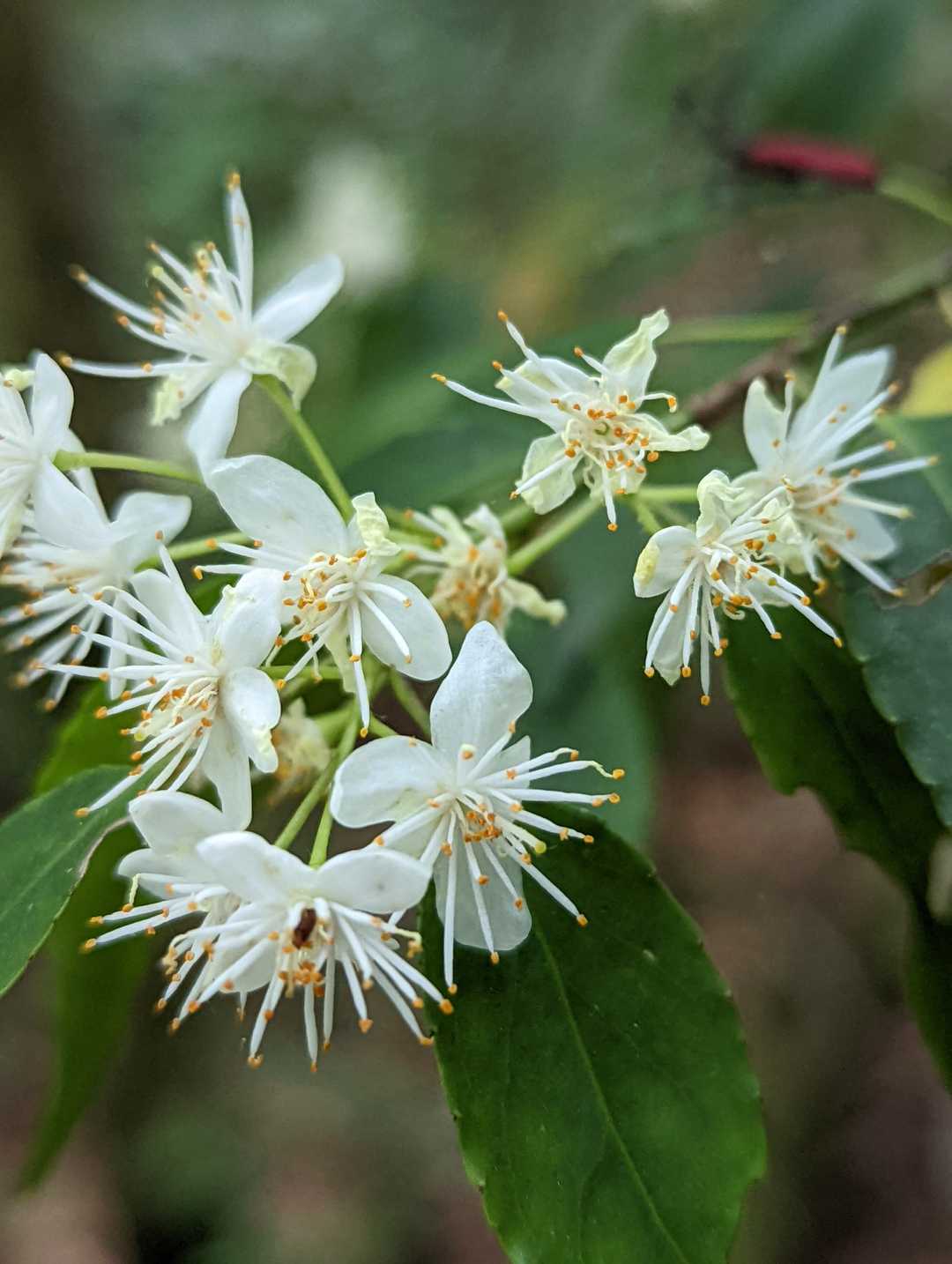 ここにも、ハイノキの花咲いてますね😆
