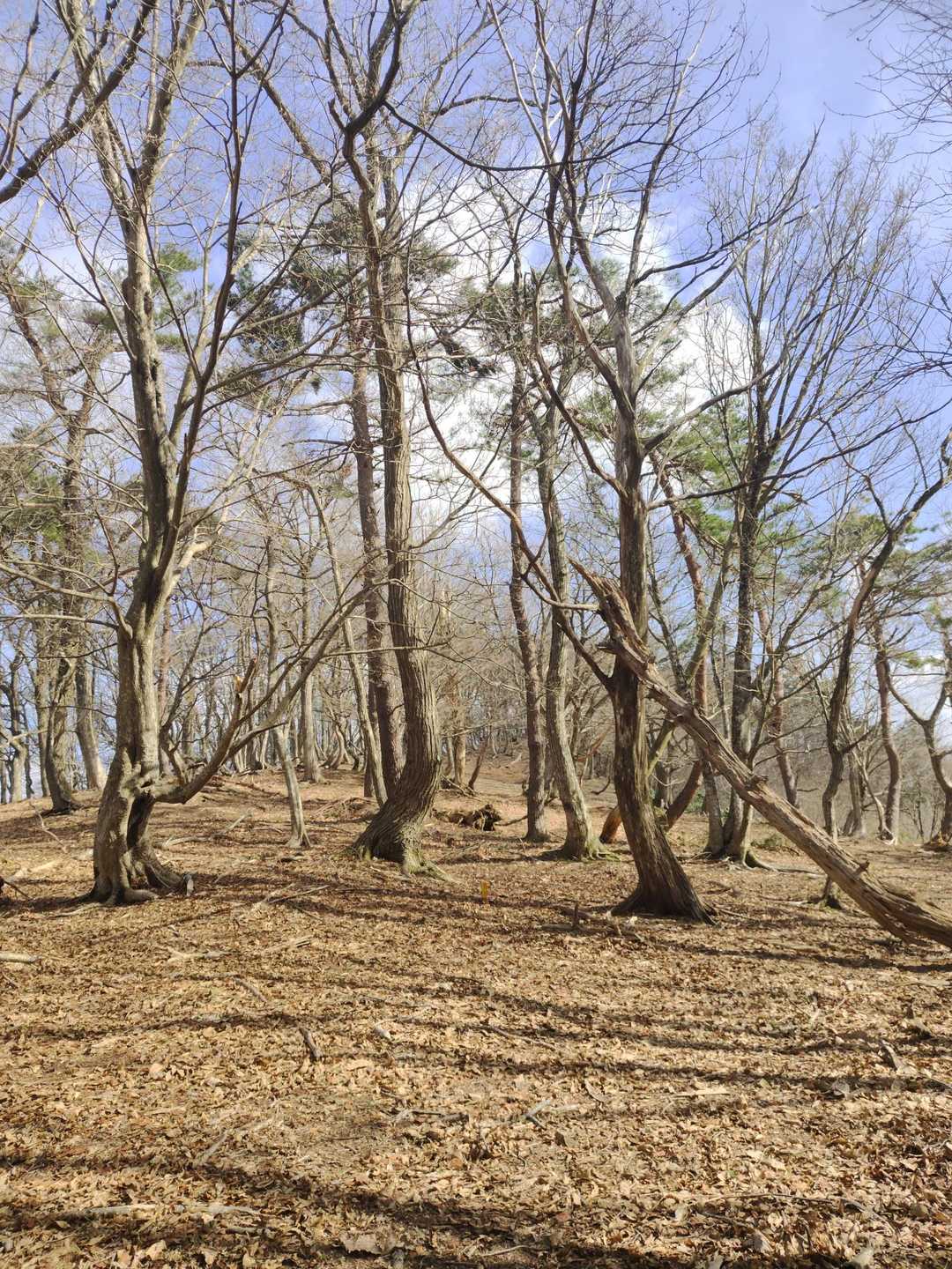 西床尾山から東床尾山までは快適な尾根歩き☺️