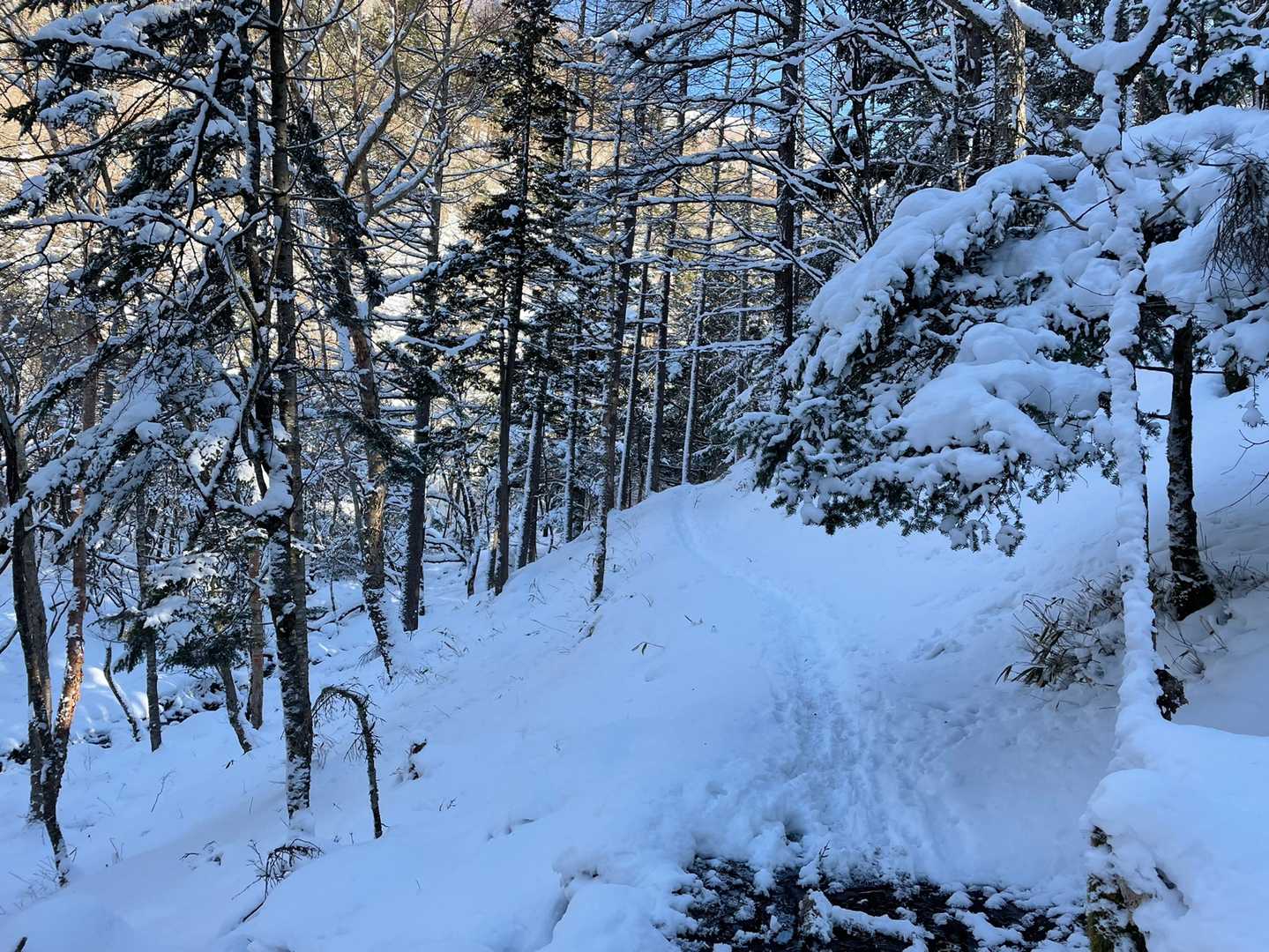 茶臼山登り初めの雰囲気好き