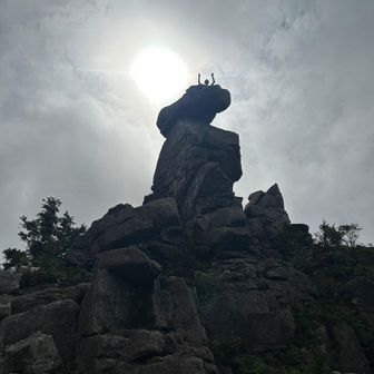 コマヤのスカンク