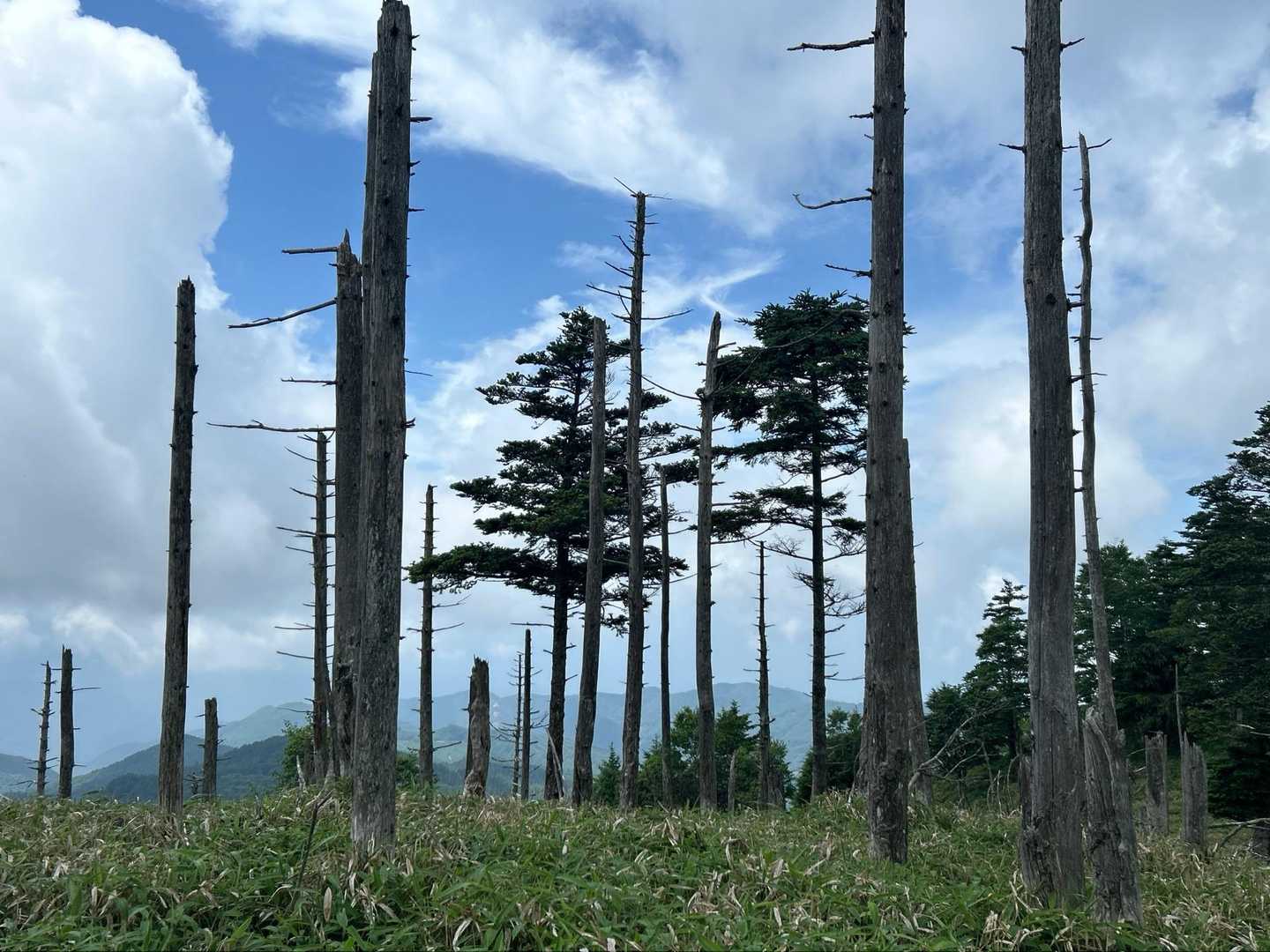 牛奥ノ雁ヶ腹摺山 往復コースの写真
