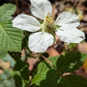 野イチゴ。日が当たり、真っ白が綺麗。🤍