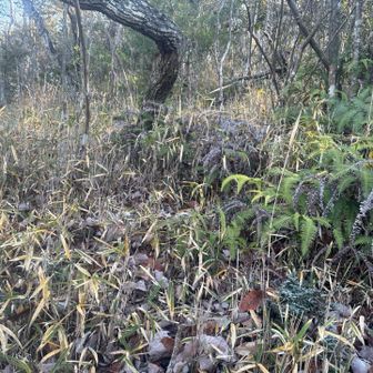 穴口山付近から枝が多くなり、パンツやシャツに大分引っ掛かりました