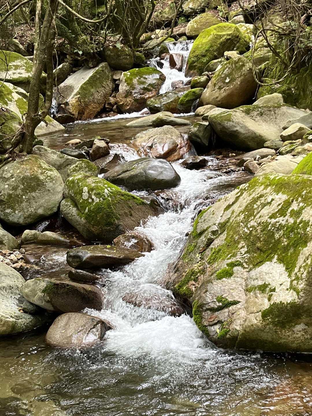 帰り道の沢 夏の暑い日に泳いだら 気持ち良さそうですね 🤭 思っただけです