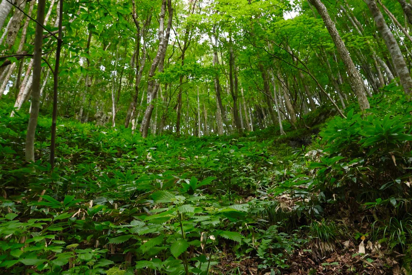 足元は雨の影響で滑りやすいですが、周りの緑🟢には癒されます♪