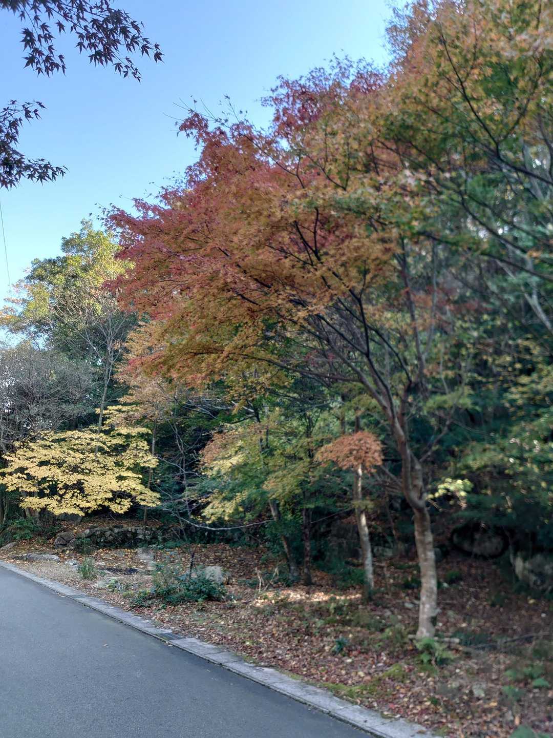 朝明登山口-中峠-金山-羽鳥峰 往復コースの写真