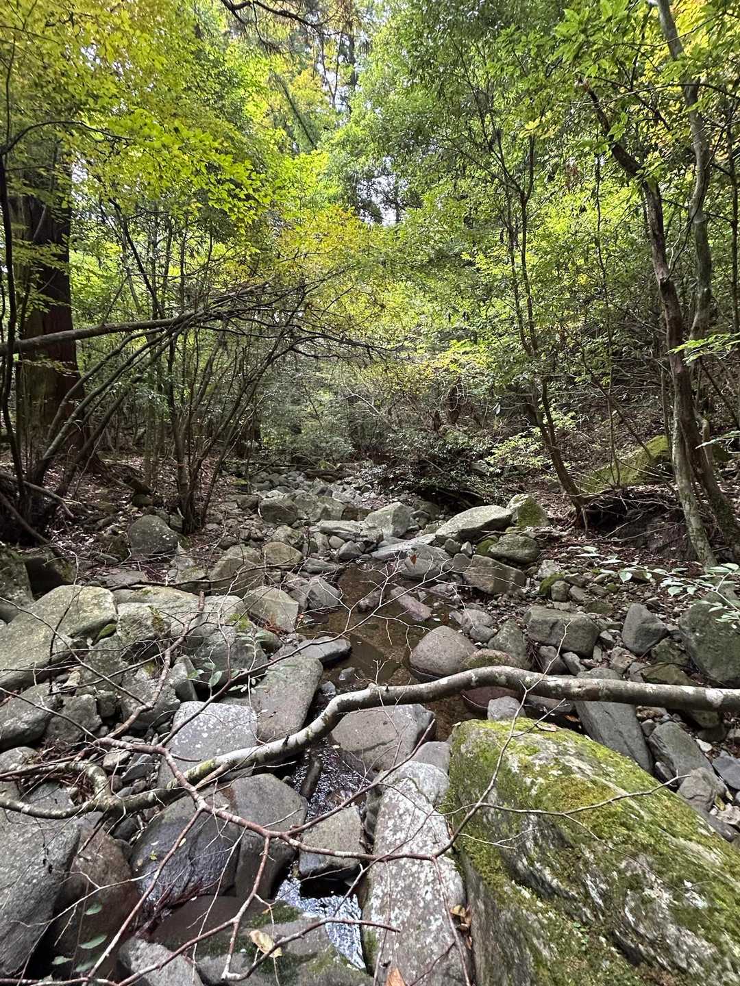 帰りは大杉から町道に抜ける道を通って下山

気持ちよく歩けました😆
