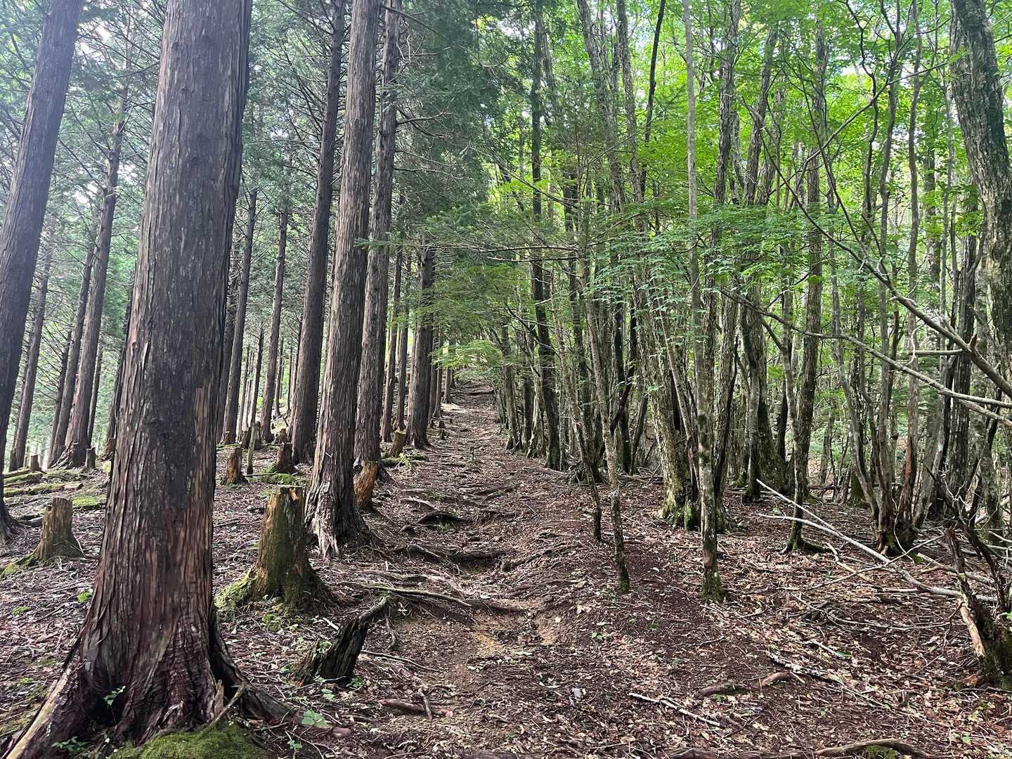 すぐに樹林帯へ🌲
いいですね🙂