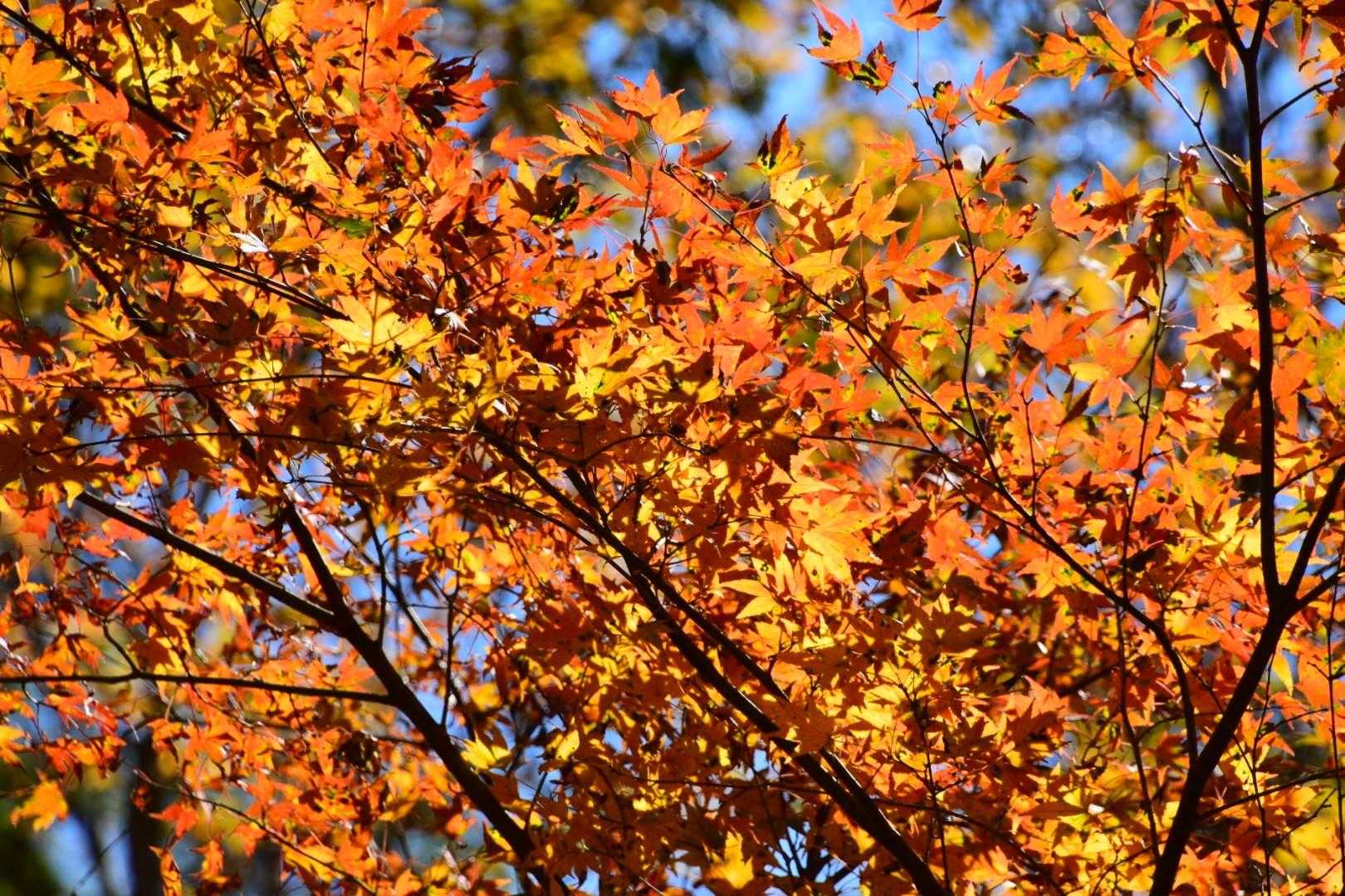 林道はとにかく綺麗だった🍁