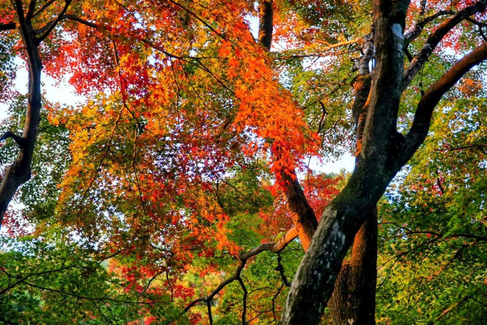 吾妻公園駐車場-吾妻山 往復コースの写真