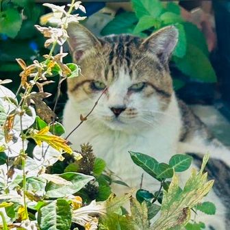全天候型低速登山人