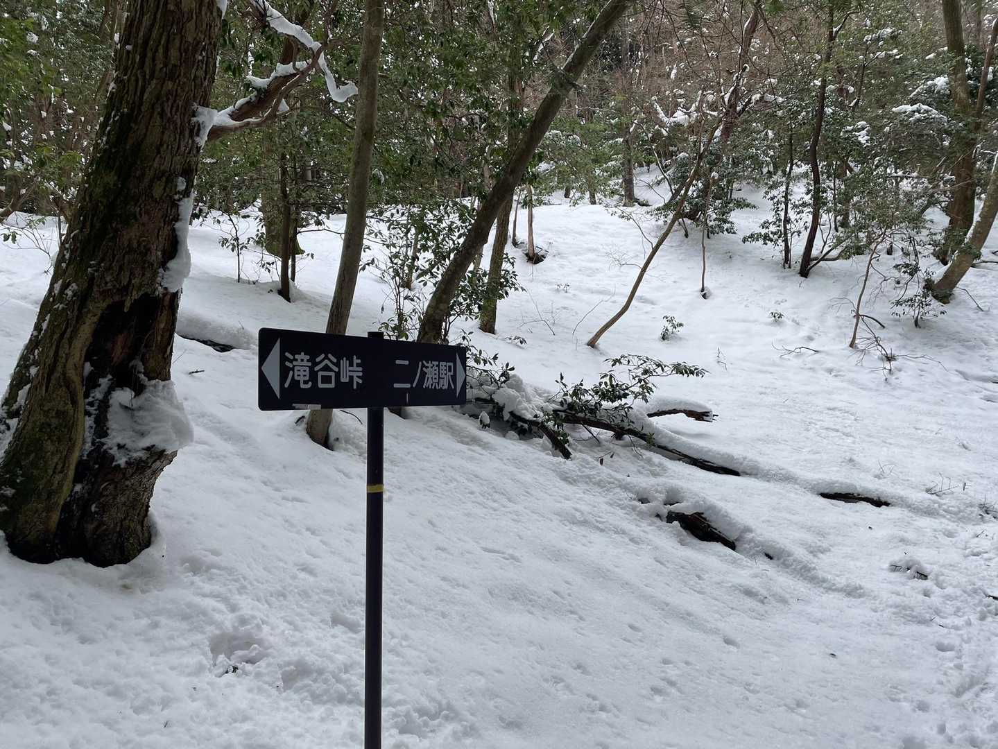 この辺りからは鹿のトレースのみになりました。
めっちゃ気持ちいいです。