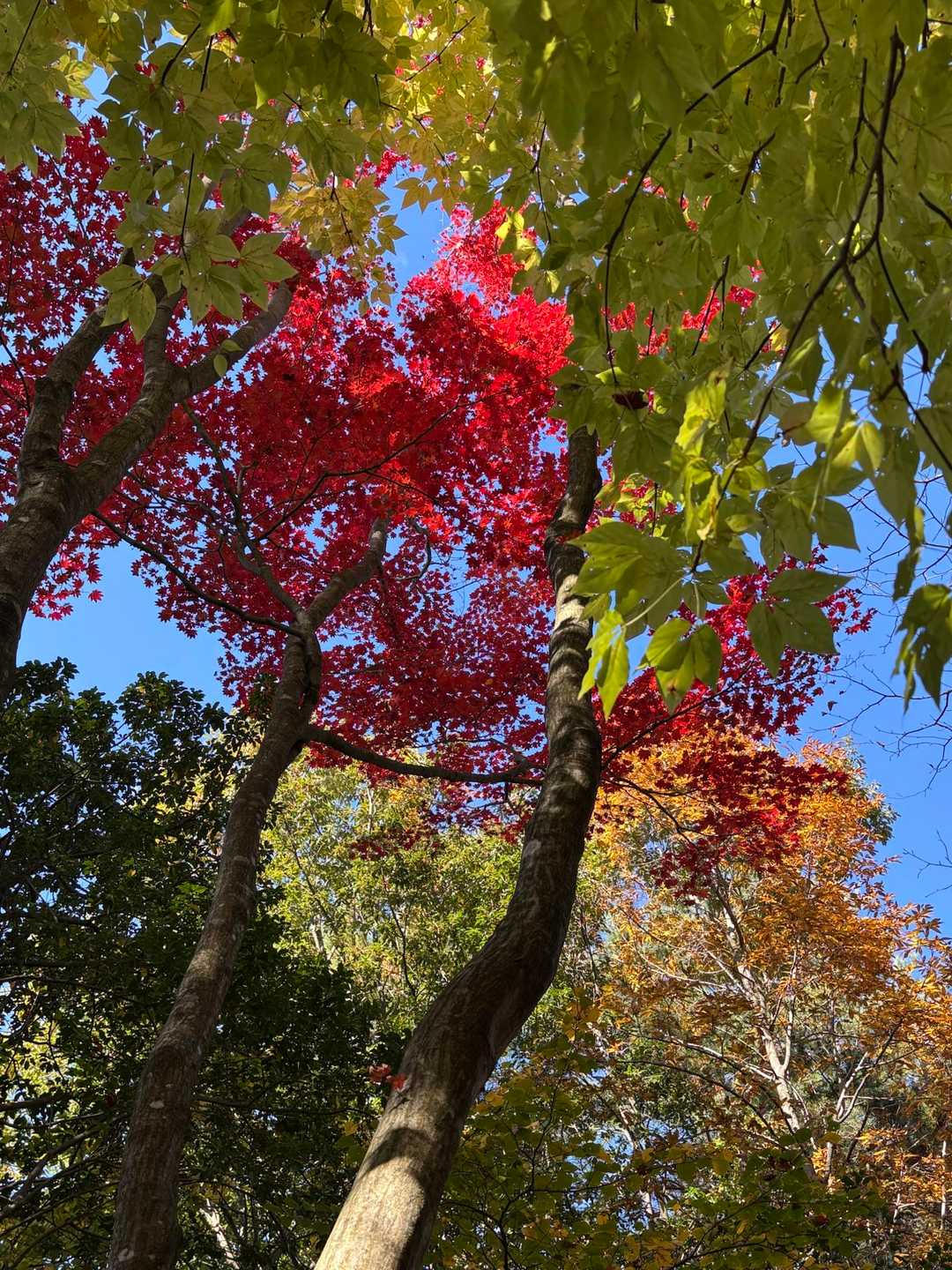 でも上を見れば頑張れるわ。紅葉無かったら無理かもしれん😂