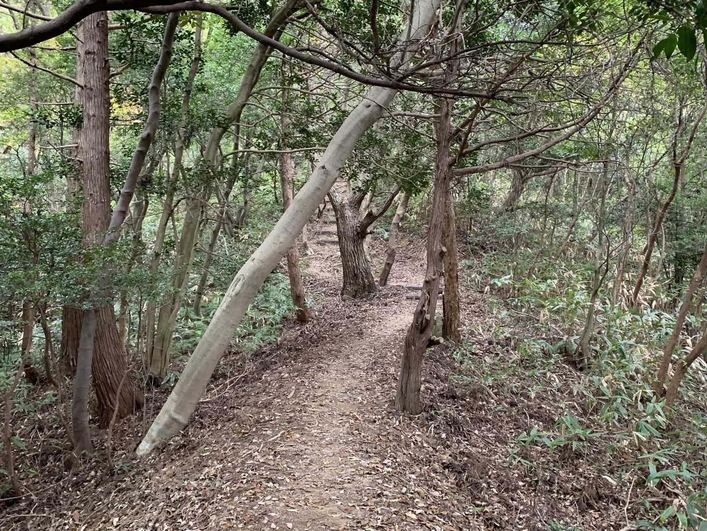 よく整備された登山道です。