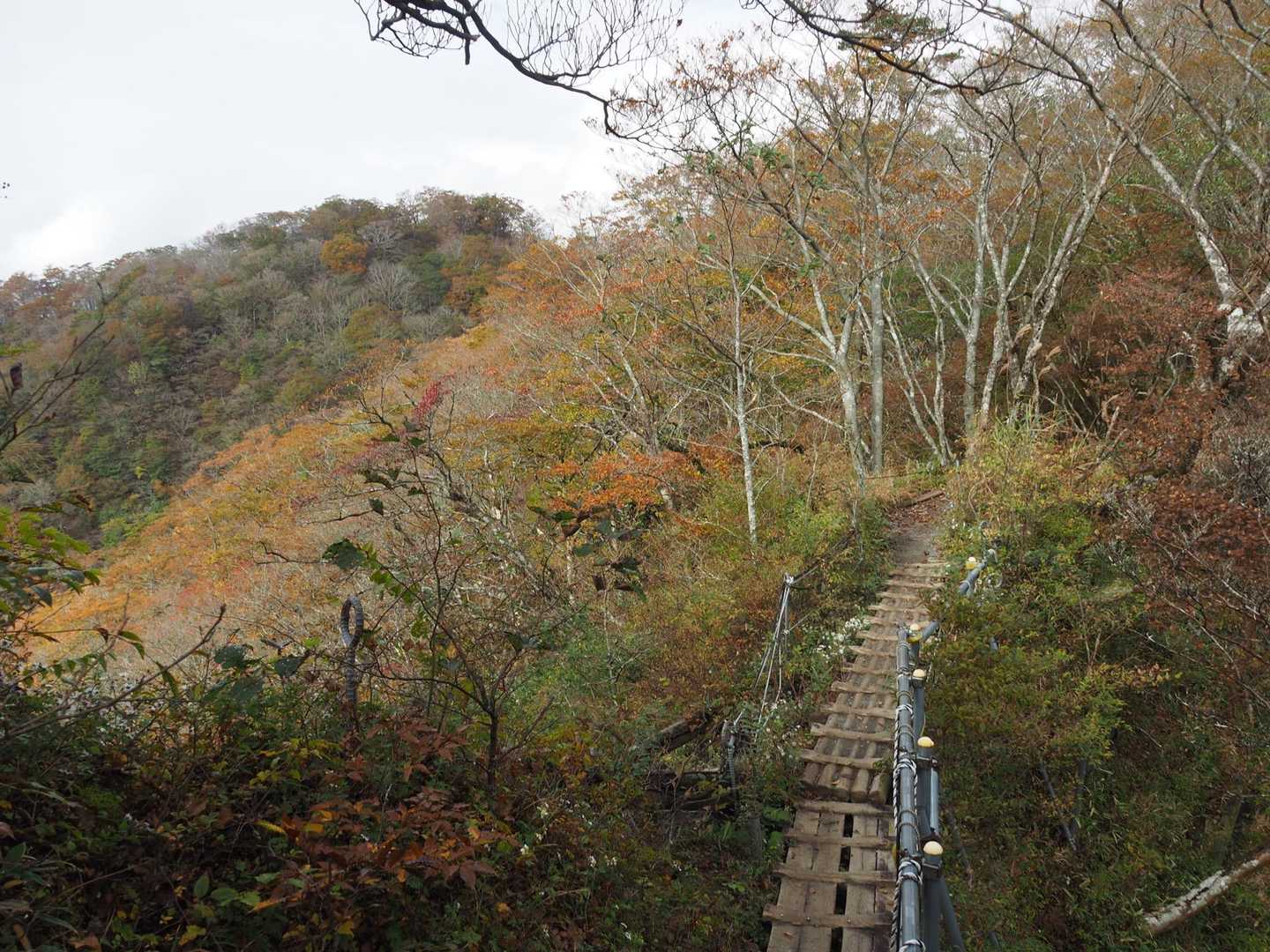 山頂近くは🍁綺麗です
