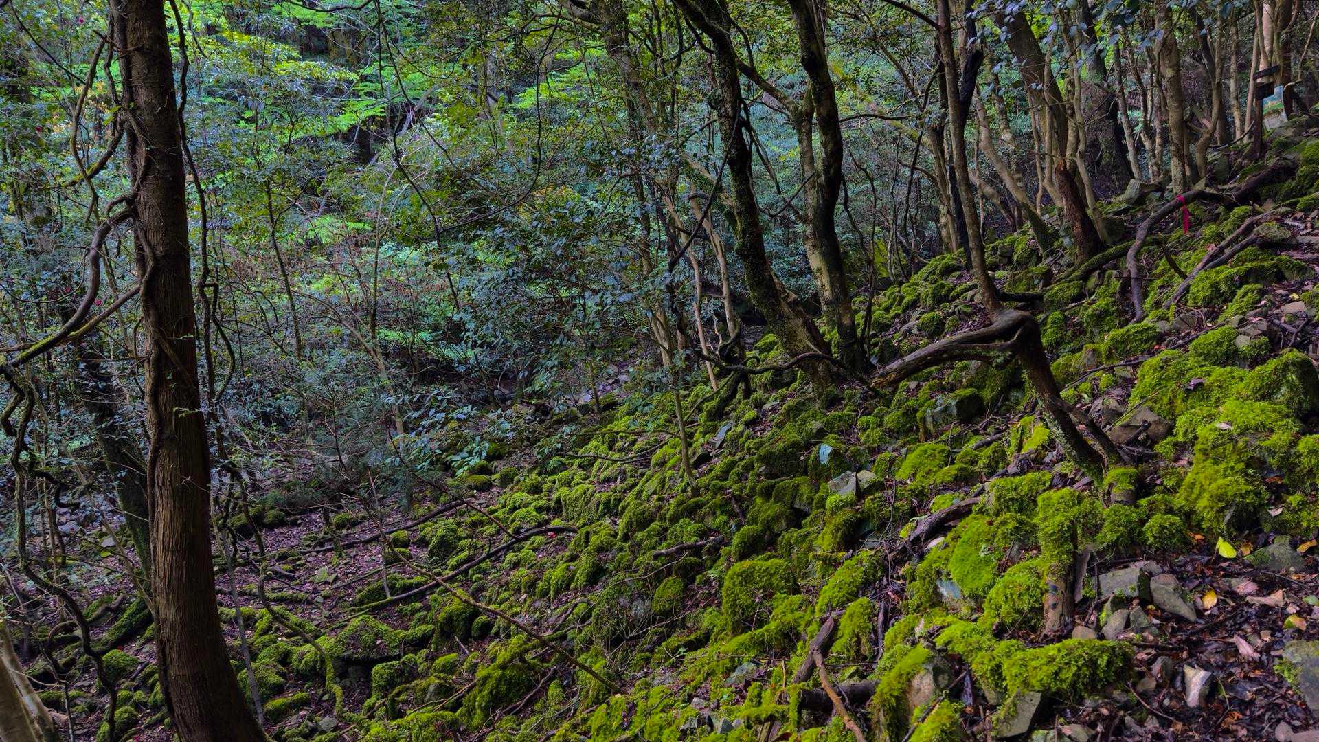 苔エリア