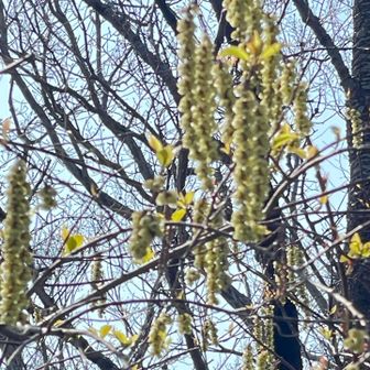 キブシ
ブレてるわぁ