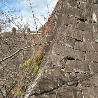 武者返しで有名な熊本城の石垣としても使われた独鈷山の岩石🪨