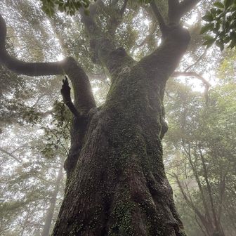 ガスの中の巨樹、良い感じ👍
しかし蒸し暑くて汗だく💦除湿の効いた部屋でゴロゴロしたい😅