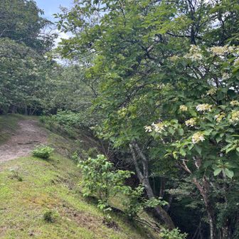 やっと尾根！尾根まで長かった🥺