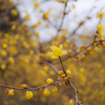 透き通る花びら🌼