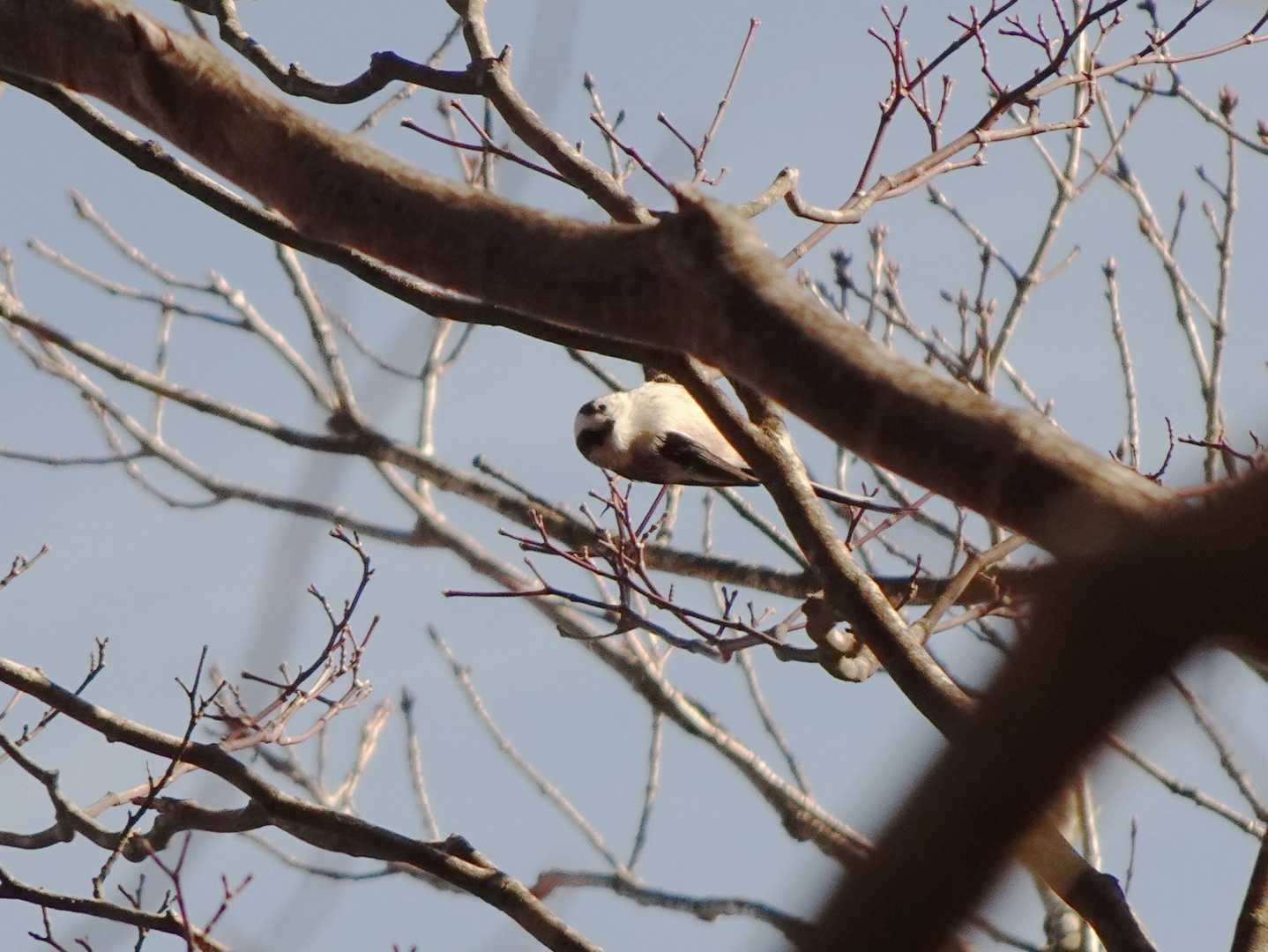 エナガがたくさんいたけど、ちょこまかと動き回るのでなかなか撮れません