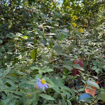 野紺菊とセイヨウオトギリ
この花はあちこち咲いてます
モンキチョウはあちこち飛んでます

結局、駐車場までお目当ての花にも蝶にも出会えませんでした｡｡｡
来る時に見かけたところまで戻ってみます！