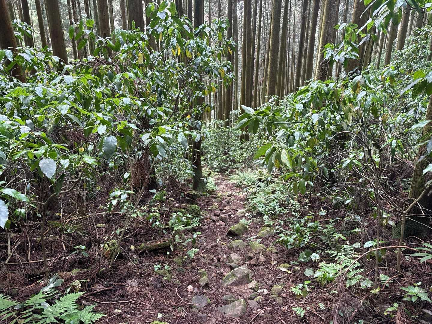 木場登山口-虚空蔵山 往復コースの写真